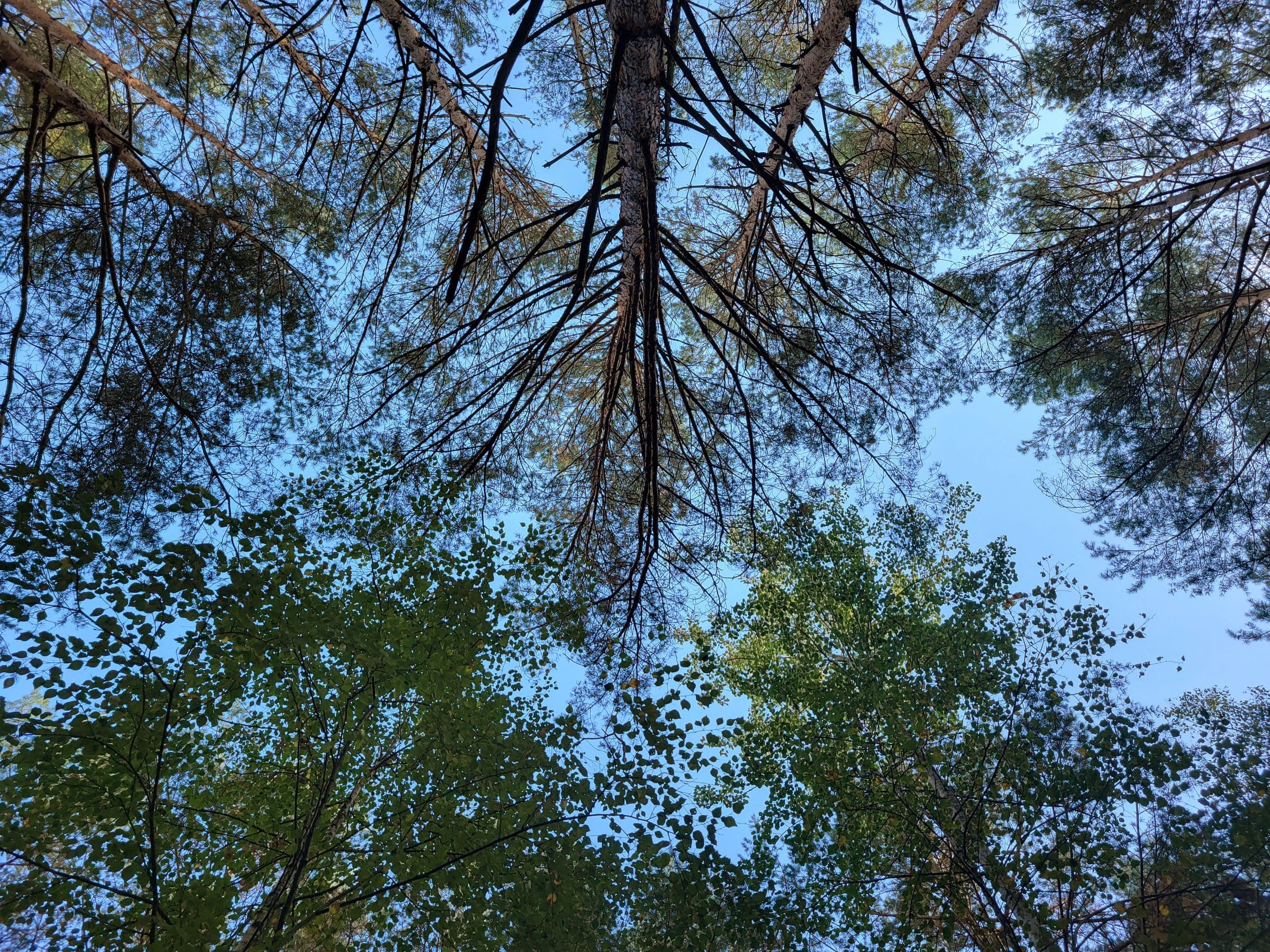 Wald