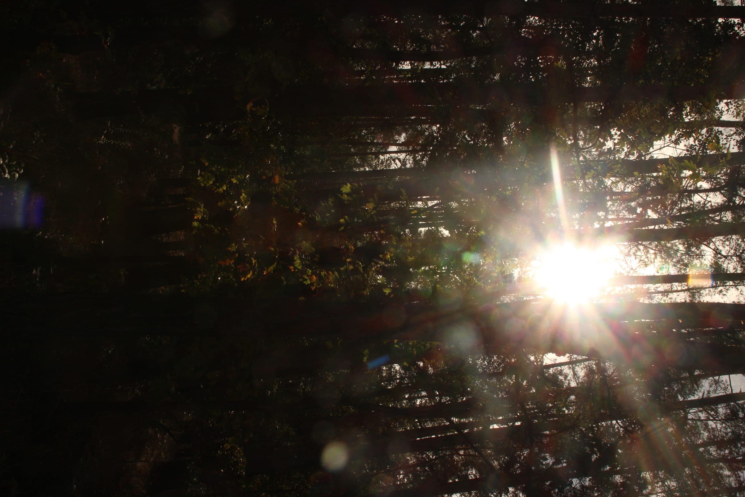 Wald bei Sonnenaufgang